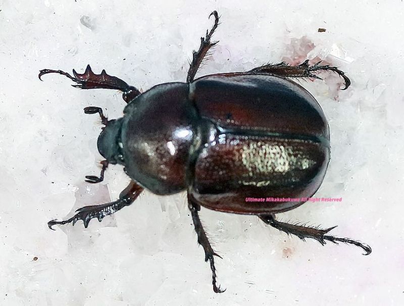 2025,10/31WILD ĶUltimate12 ǹ֥饸ء!!ߥʡɥߥĥΥҥʥ֥ȡNo,5ñ