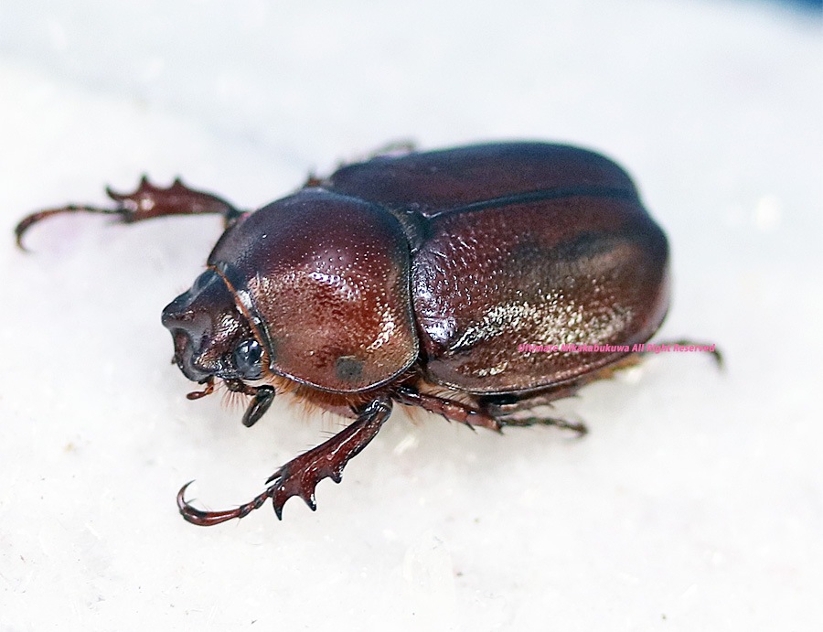 2025,10/31新着WILD 超Ultimate12 世界最高峰ブラジル便 新種