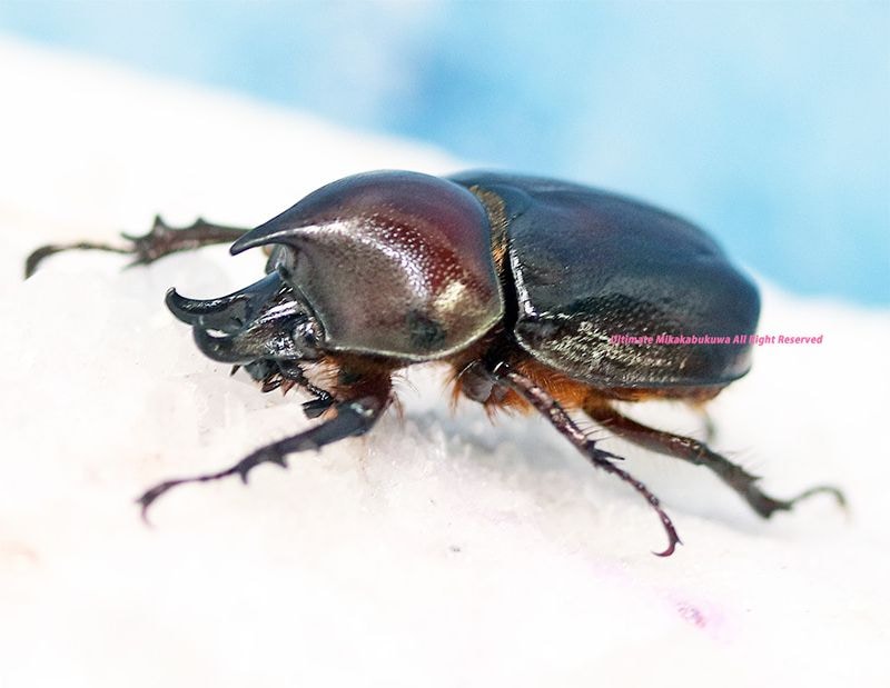 2025,10/31WILD ĶUltimate12 ǹ֥饸ء!!ߥʡɥߥĥΥҥʥ֥ȡNo,225-26mmڥ