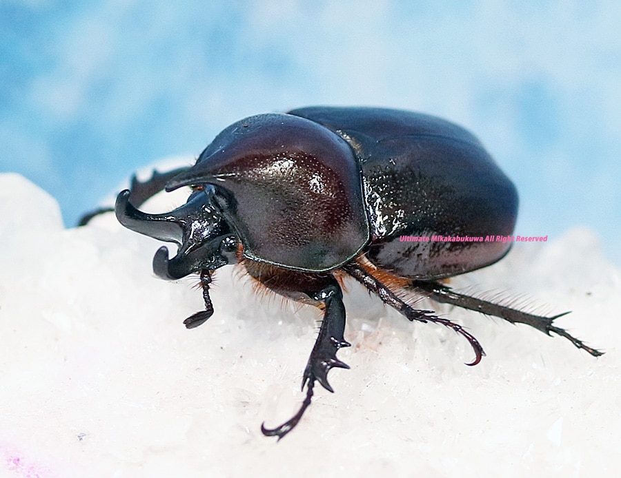 2025,10/31新着WILD 超Ultimate12 世界最高峰ブラジル便 新種