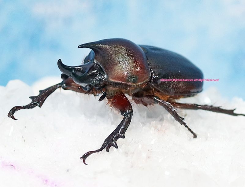 2025,10/31WILD ĶUltimate12 ǹ֥饸ء!!ߥʡɥߥĥΥҥʥ֥ȡNo,S31mmڥ