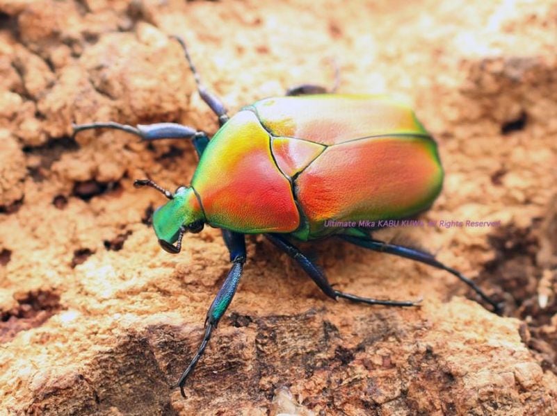 2025,10/24 ����WILD�������ء������!! �������Хͥ��ʥ֥�No,1���ե꡼������+2��B