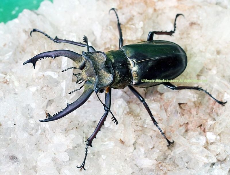 2025,8/19新着WILD 世界最高峰!!インド便 ルニフェルミヤマ ♀B単品