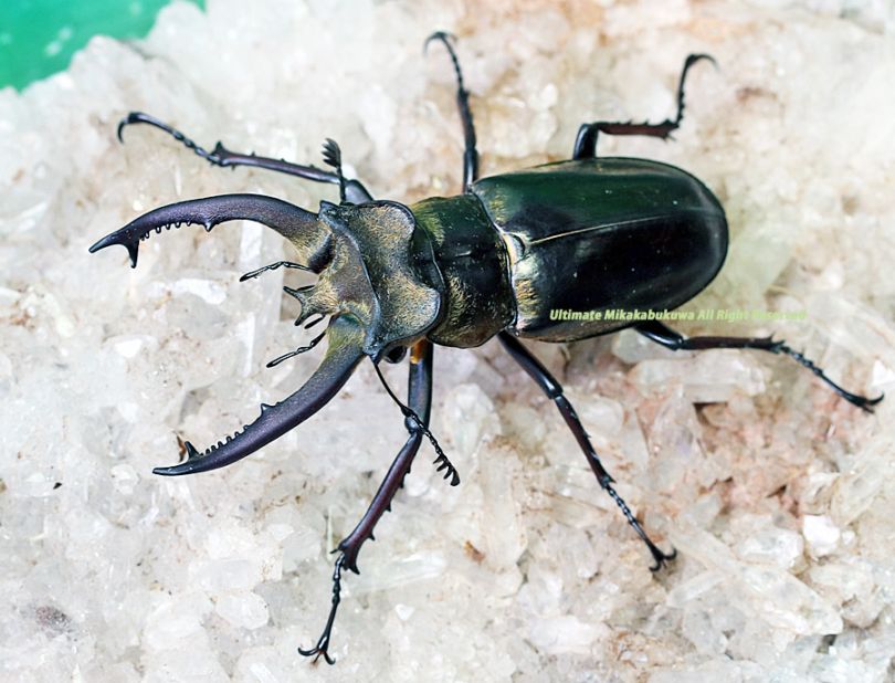 2025,8/19新着WILD 世界最高峰!!インド便 ルニフェルミヤマ ♀B単品