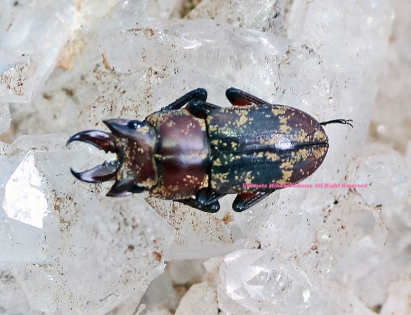 2025,12/3,4����WILD��ĶUltimate13�����ƥڥ롼�ء��ǹ���!!  ����ޥ��塞����No,3����B12mmñ��