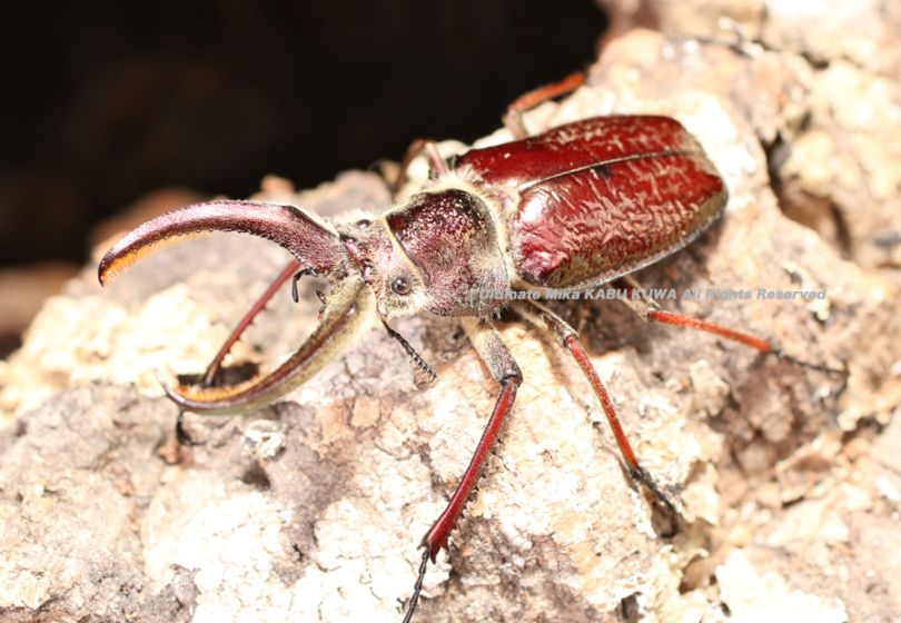 ペルー産 ギガンテウスシワバネクワガタ 78mm ペア ペルー産 ギガンテ