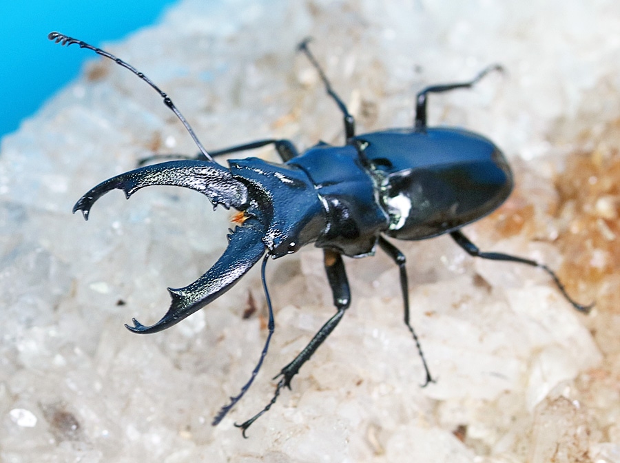 2025,12/3,4新着WILD 超Ultimate13 南米ペルー便 エロンガートゥスクビ