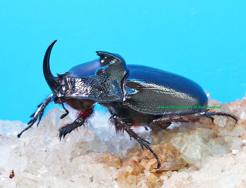 2025,12/3,4新着WILD 超Ultimate13 南米ペルー便 黒い怪獣!! サン