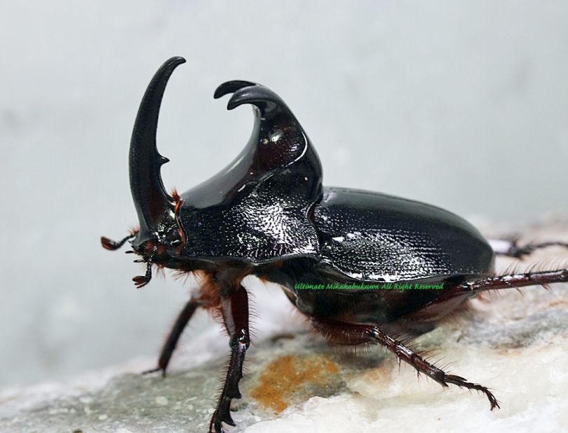 ブラジル産　ゾウカブト　86mmX43mm ブラジル産 ゾウカブト 86mmX43mm ブラジル産 ゾウカブト 86mmX43mm