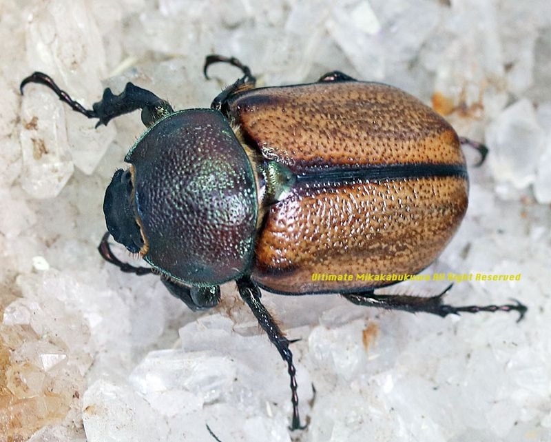 2025,12/8,9新着WILD 超Ultimate14 世界最高峰!! ブラジル便 ウルス