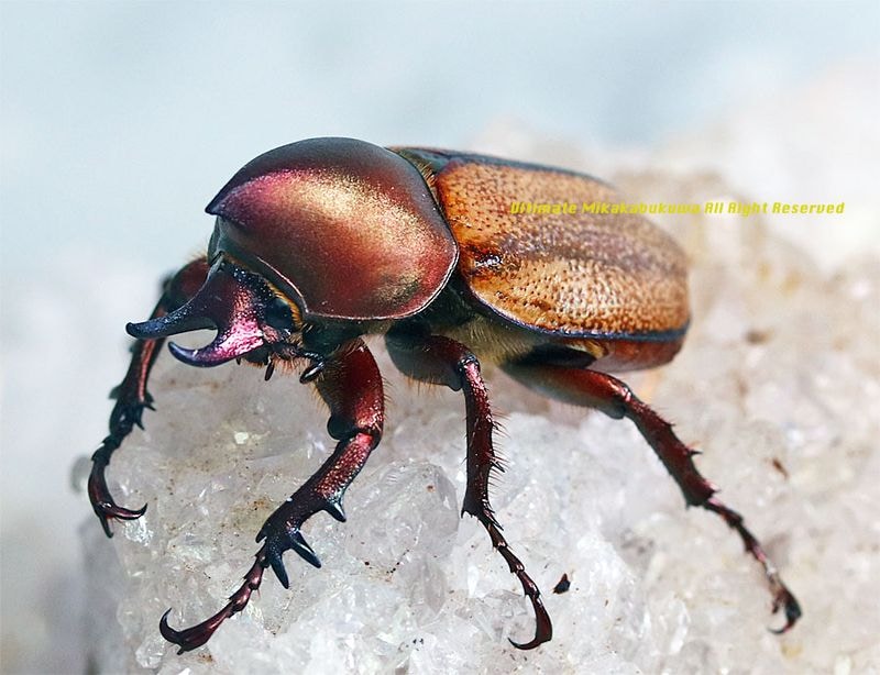 ブラジル産　ウルスカラカナヒナカブト　30mm 2025,12/8,9新着WILD 超Ultimate14 世界最高峰!! ブラジル便 ウルス