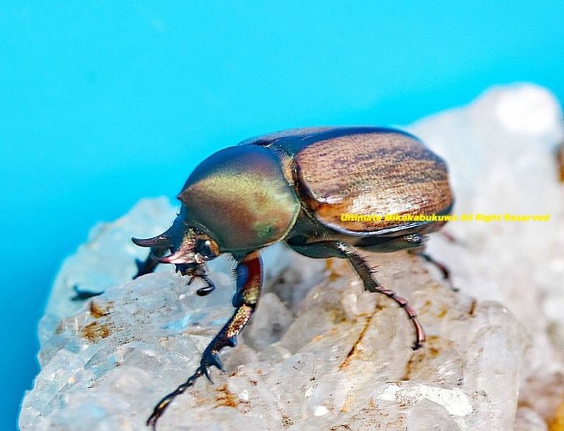 2025,12/8,9新着WILD 超Ultimate14 世界最高峰!! ブラジル便 ウルス