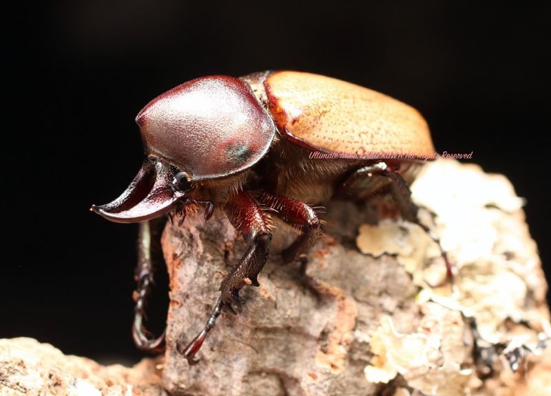 2025,12/8,9新着WILD 超Ultimate14 世界最高峰!! ブラジル便 コル