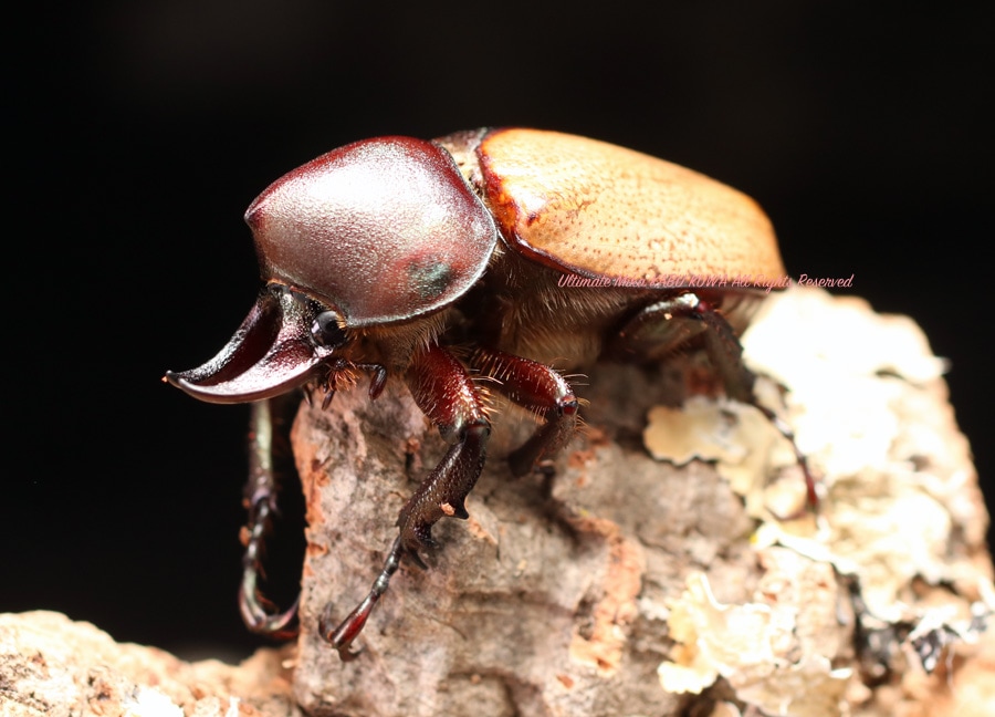 2025,12/8,9新着WILD 超Ultimate14 世界最高峰!! ブラジル便 コル