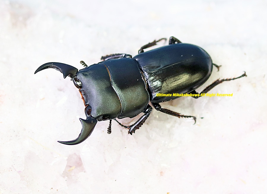 2025,12/25 新着WILD 直輸入インドネシア便 ミークヒラタジャスミン No