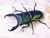 2025,12/25 ����WILD ľ͢������ɥͥ����ء����饦�����������ҥ饿��No,6����60mmUP �ڥ�
