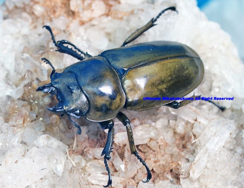 2025,9/4 新着WILD 総勢12種マレーシア&北ボルネオ便 モセリ