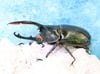 2026,2/2,3����WILD��ĶUltimate14 ���ƥ������ɥ��ء��إ饯�쥹���������ǥ󥿥ꥹ��No,6����107mm��60mm+-�ڥ�