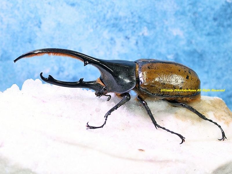 2026,2/2,3新着WILD 超Ultimate14 南米エクアドル便 ヘラクレス