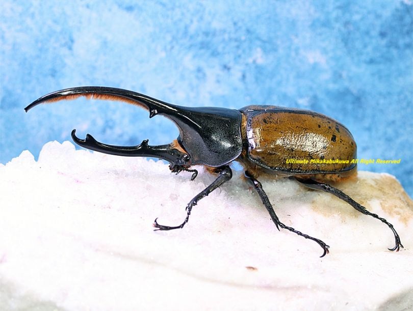 2026,2/2,3新着WILD 超Ultimate14 南米エクアドル便 ヘラクレス