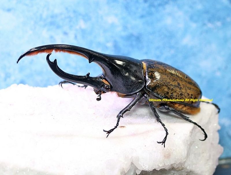 2026,2/2,3新着WILD 超Ultimate14 南米エクアドル便 ヘラクレス