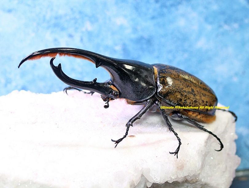 2026,2/2,3新着WILD 超Ultimate14 南米エクアドル便 ヘラクレス