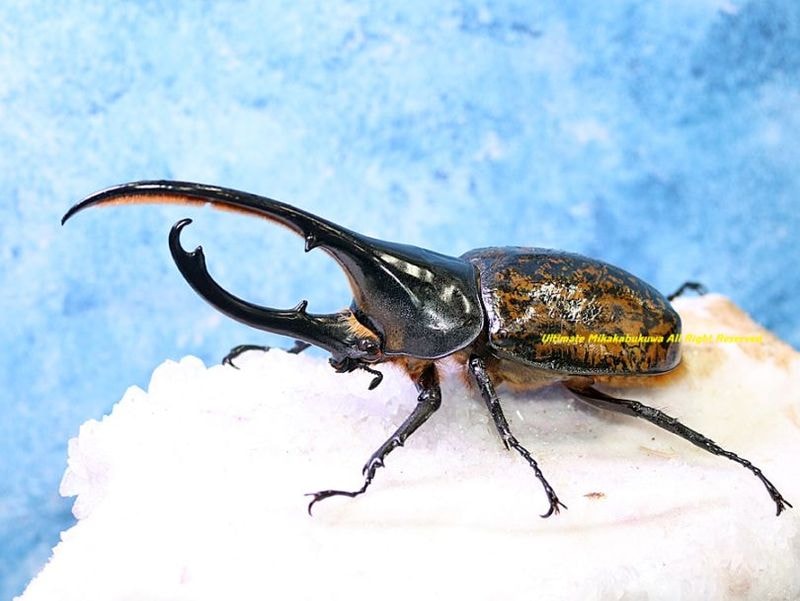 2026,2/2,3新着WILD 超Ultimate14 南米エクアドル便 ヘラクレス