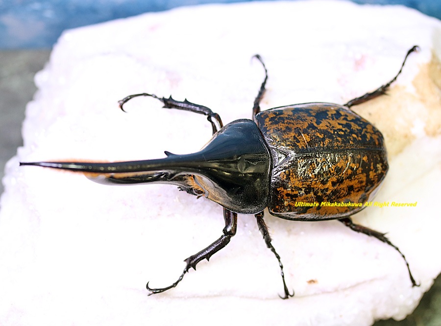 2026,2/2,3新着WILD 超Ultimate14 南米エクアドル便 ヘラクレス