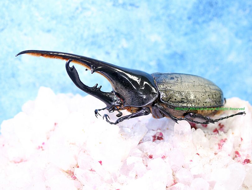 2026,2/2,3新着WILD 超Ultimate14 南米エクアドル便 No,SS 標本