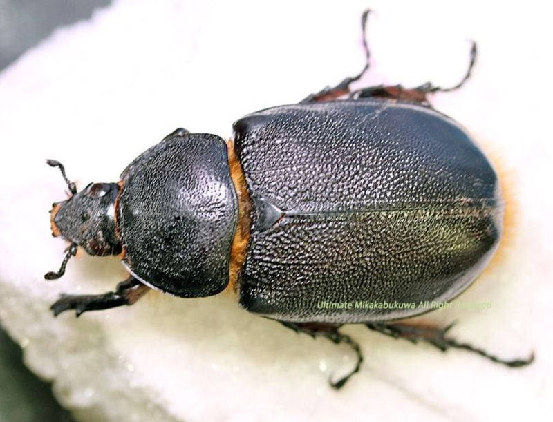 2026,2/2,3新着WILD 超Ultimate14 南米エクアドル便 ネプチューン