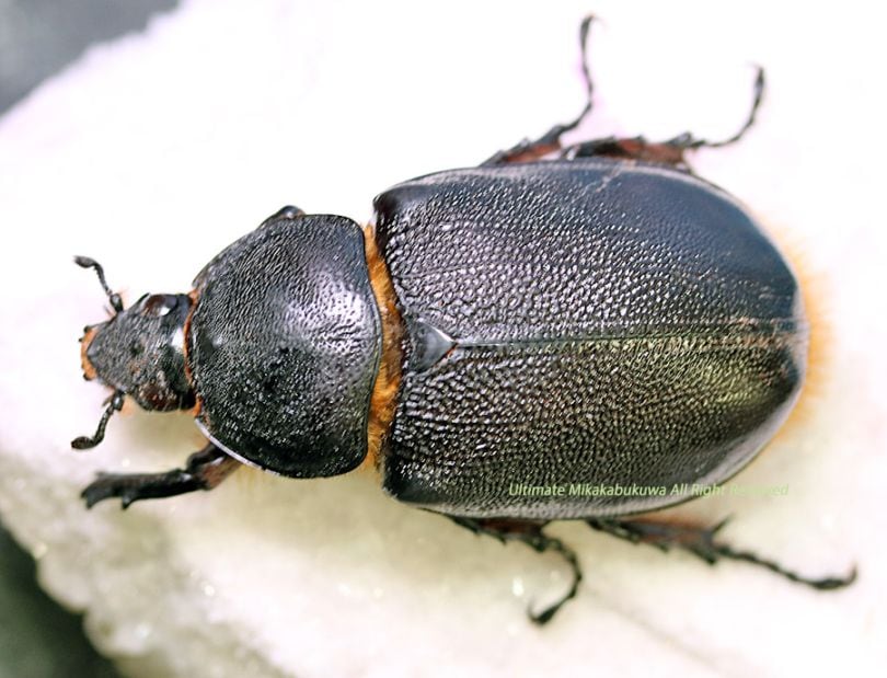 2026,2/2,3新着WILD 超Ultimate14 南米エクアドル便 ネプチューン