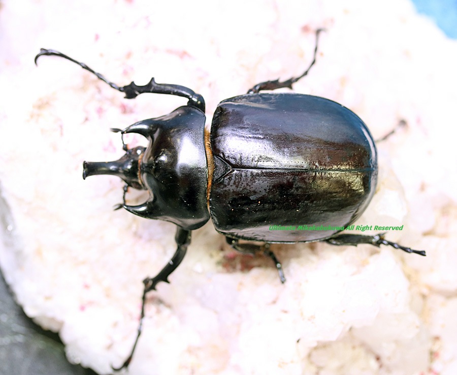 2026,2/2,3新着WILD 超Ultimate14 南米エクアドル便 最高峰!!ラミレス