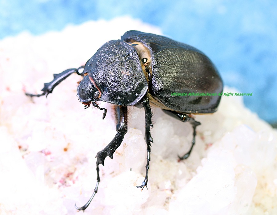 2026,2/2,3新着WILD 超Ultimate14 南米エクアドル便 最高峰!!ラミレス