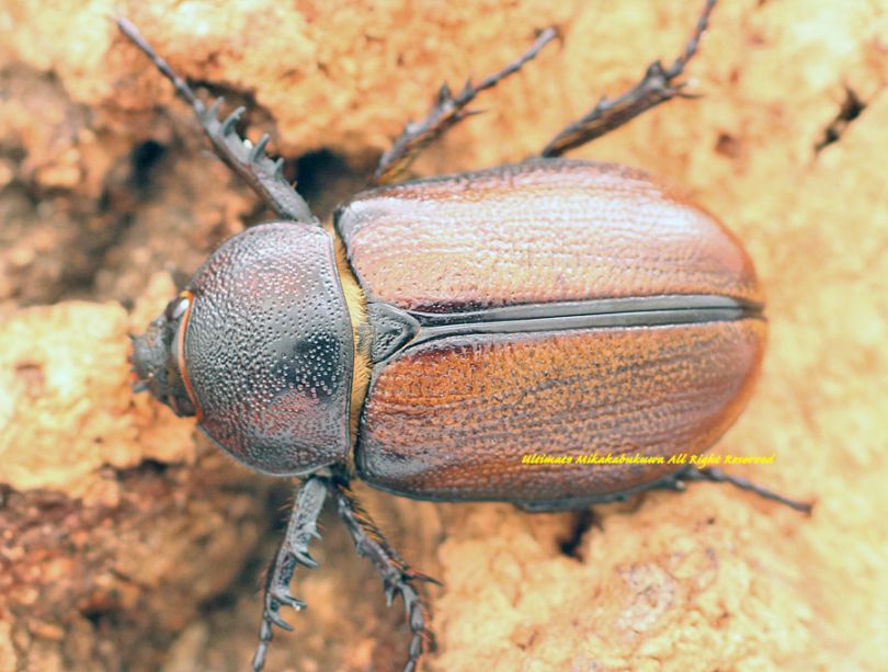 2026,2/2,3新着WILD 超Ultimate14 南米ペルー便 ゴロファsp. No,3 ♀B