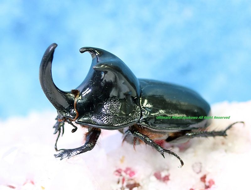 2026,2/2,3新着WILD 超Ultimate14 南米ペルー便 メガセラスクラッサム