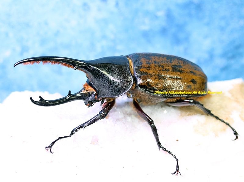 2026,2/2,3新着WILD 超Ultimate14 南米ペルー便 日本初入荷!! サティポ