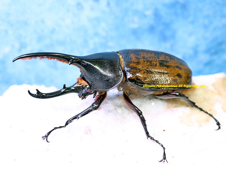 2026,2/2,3新着WILD 超Ultimate14 南米ペルー便 日本初入荷!! サティポ