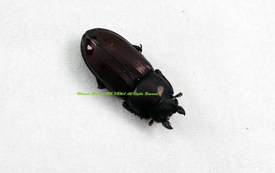 2026,2/2,3新着WILD 超Ultimate14 南米ペルー便 インカドルクスズギー