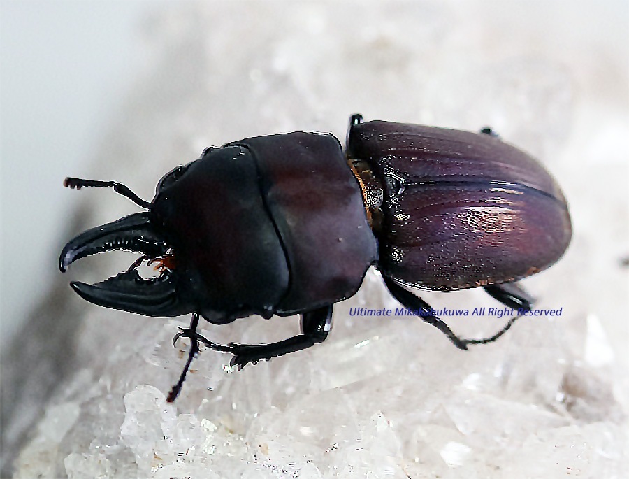 2026,2/2,3新着WILD 超Ultimate14 南米ペルー便 インカドルクスズギー