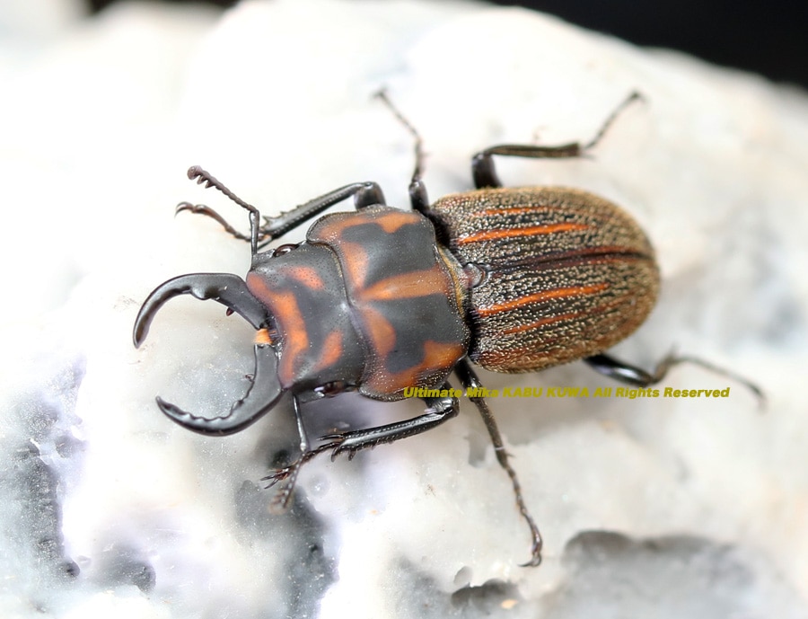 2026,2/2,3新着WILD 超Ultimate14 南米ペルー便 ソウラニセネブト No,1