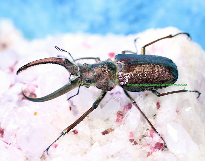 2026,2/2,3新着WILD 超Ultimate14 南米ペルー便 ギガンテウスシワバネ