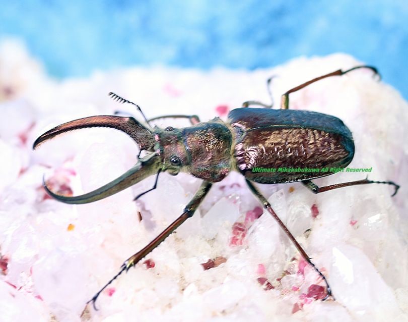 2026,2/2,3新着WILD 超Ultimate14 南米ペルー便 ギガンテウスシワバネ