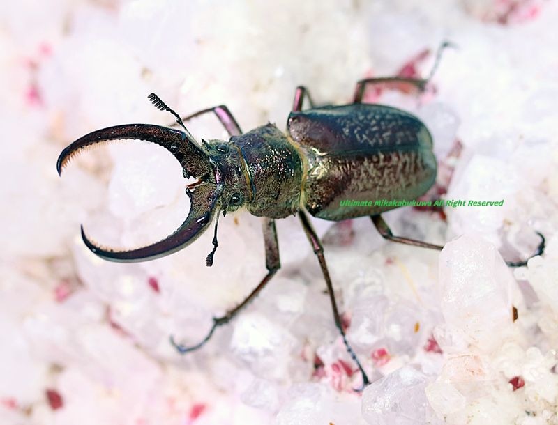 2026,2/2,3新着WILD 超Ultimate14 南米ペルー便 ギガンテウスシワバネ