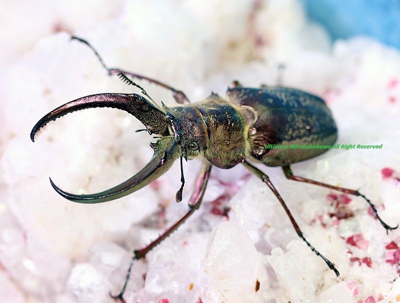 2026,2/2,3新着WILD 超Ultimate14 南米ペルー便 ギガンテウスシワバネ