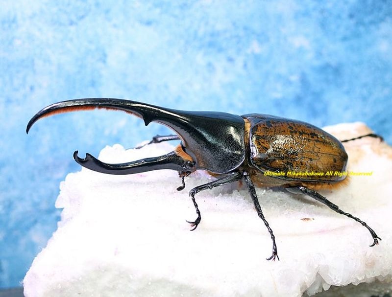 2026,2/2,3新着WILD 超Ultimate14 南米エクアドル便 ヘラクレス