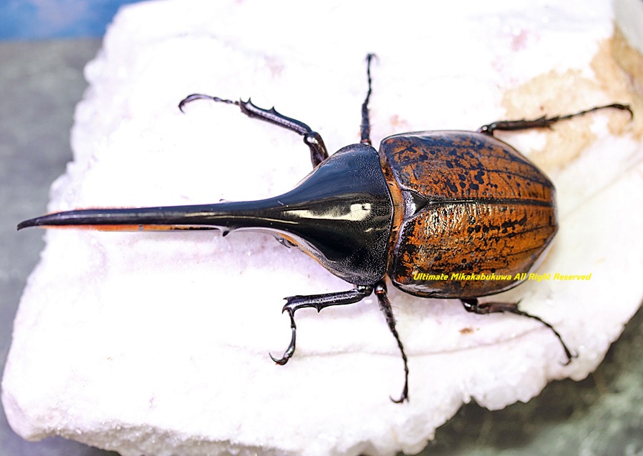 2026,2/2,3新着WILD 超Ultimate14 南米エクアドル便 ヘラクレス