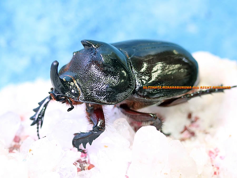 昆虫　標本　カブトムシ　３個体　南米ペルー 2026,3/4,5新着WILD 超Ultimate16 南米ペルー便 シェブロラティヘラ
