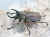 2026,3/4,5����WILD��ĶUltimate16 ���ƥ������ɥ��ء������ǥ����ҥʥ��֥ȡ�No,3����30-37mm �ڥ�