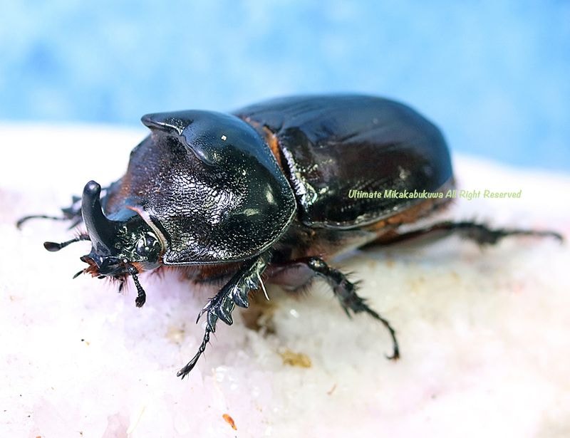 2026,4/4����WILD��ĶUltimate19 ���ƥڥ롼�ء������֥���ƥ��إ�ťΡ�No,1����55mm �ڥ�