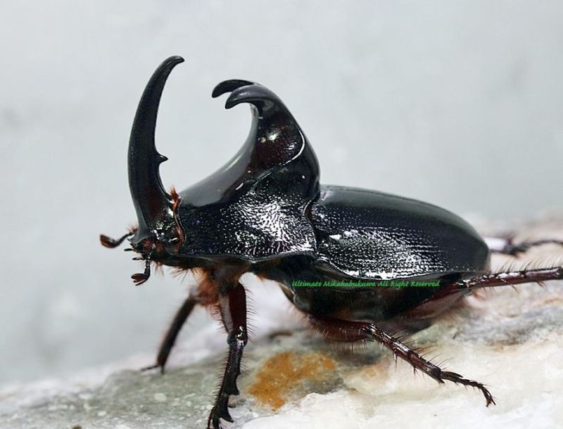 2026,4/4����WILD��ĶUltimate19 ���ƥڥ롼�ء���������!! ����ޥ�ƥ��󻺥ѥ󥫥֥ȡ�No,6����B63mmUP��B �ڥ�